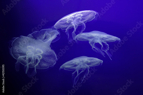 Group of light Jellyfish