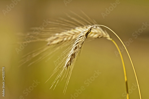 Gerste (Hordeum vulgare) photo