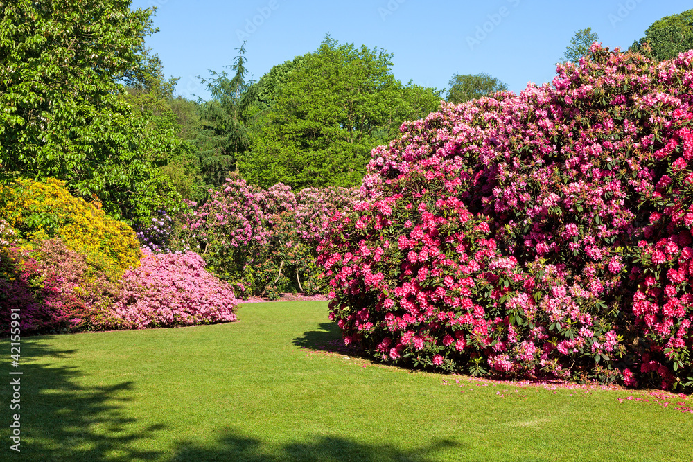 Naklejka premium Różaneczniki i krzewy azalii w pięknym ogrodzie letnim