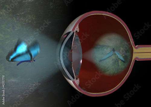 Sehvorgang am Beispiel eines vertikal geschnittenen menschlichen