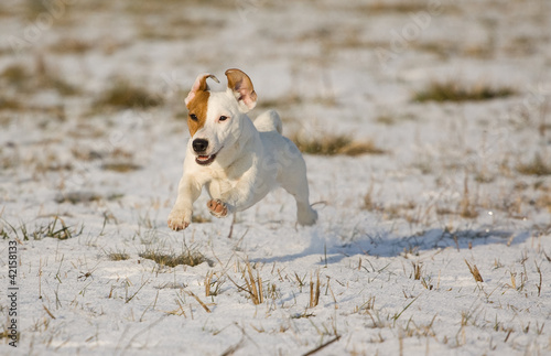 puppy in the snow
