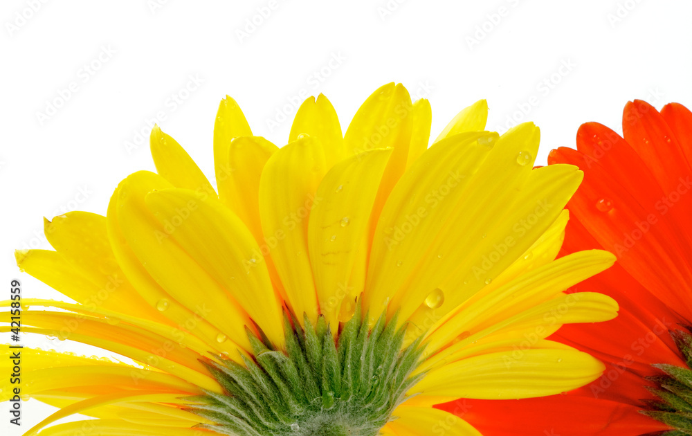Yellow and red gerbera with water droplets view from under Yellow and red gerbera with water droplets view from under