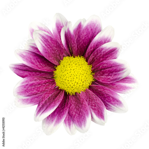 Purple Dahlia Flower with Yellow Center Isolated