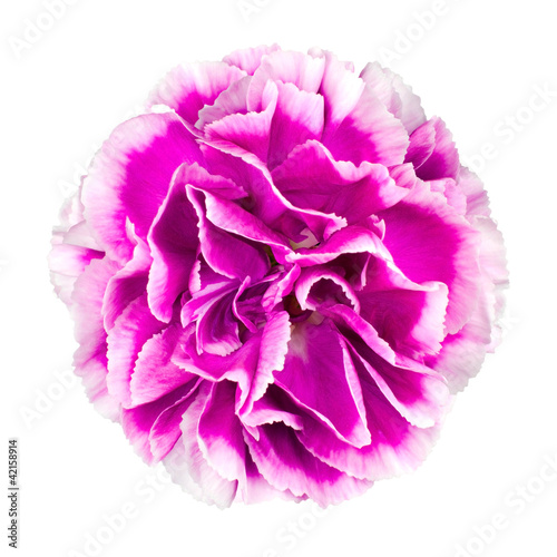 Pink and white Carnation Flower Isolated on White © tr3gi