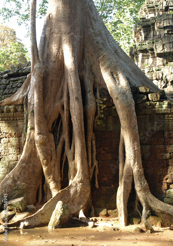 auf mauer wurzelnder baum in angkor wat photo