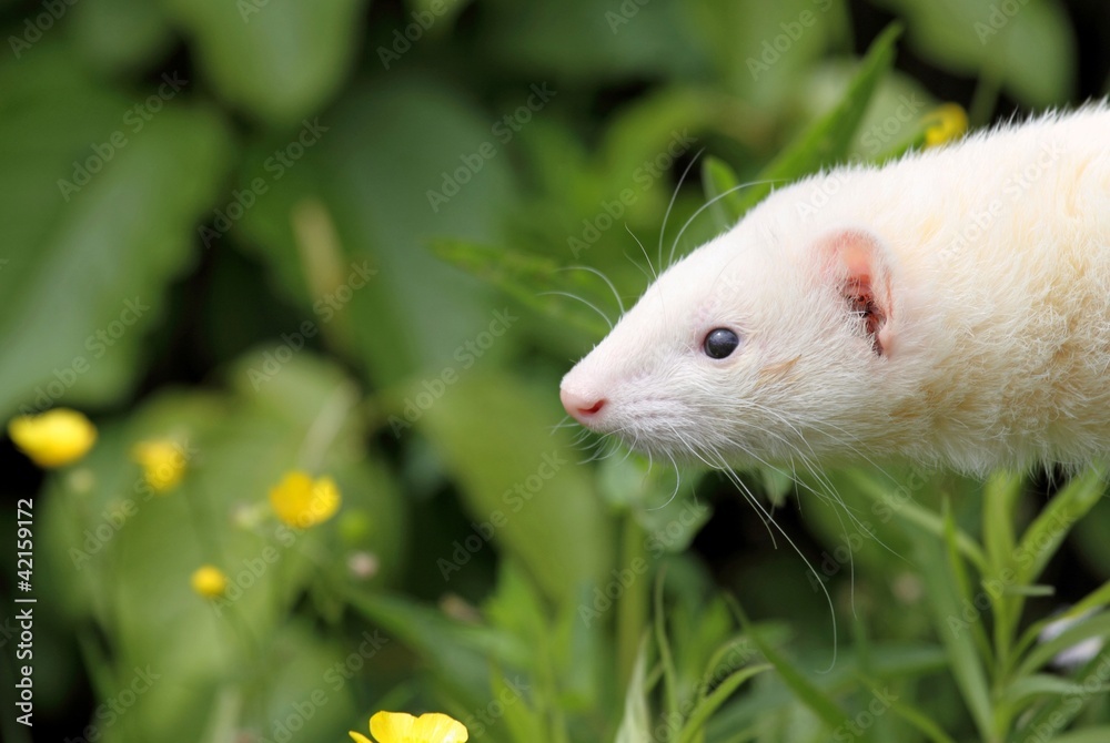 furet furet