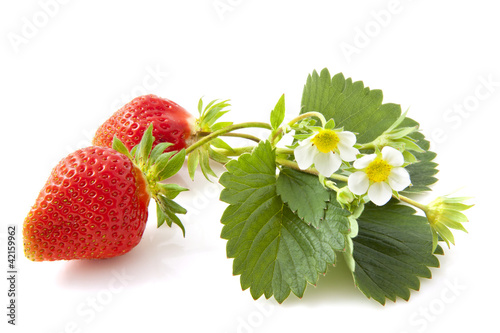 Obraz na plátně Wild strawberries