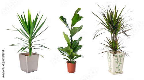 Set of indoor plants