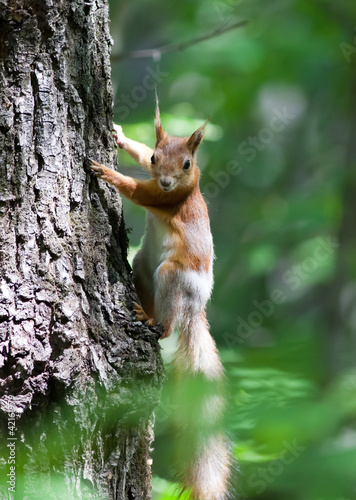 squirrel on a tree trunk © fototehnik