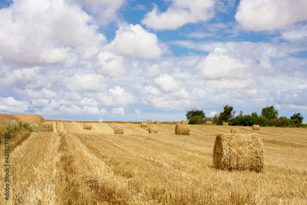 Fototapeta premium straw bale