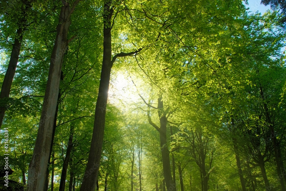 Forest Walk