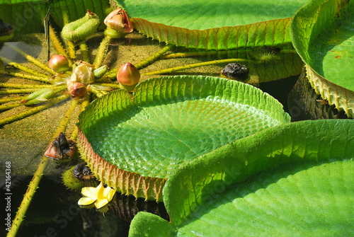 Queen Victoria Waterlily