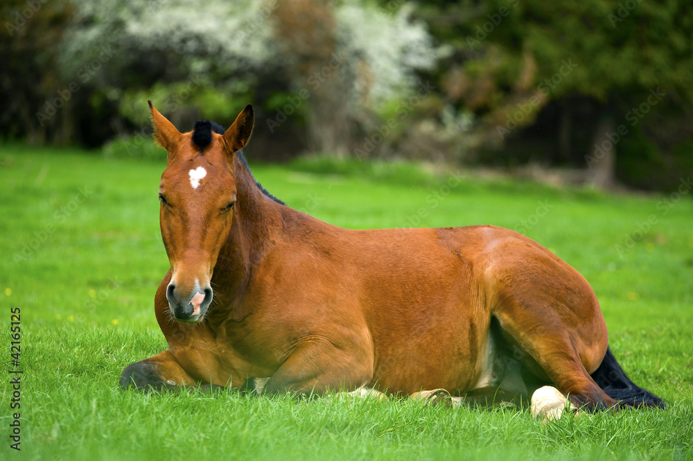 brown horse brown horse