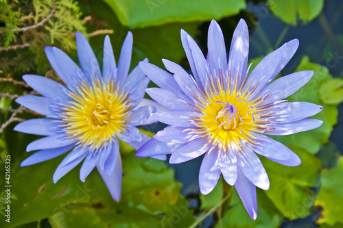 Two lotus flowers in pond
