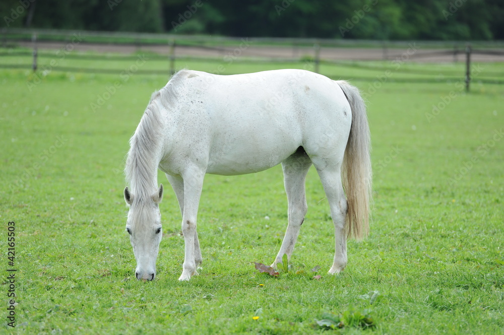 Obraz premium wakacje na farmie