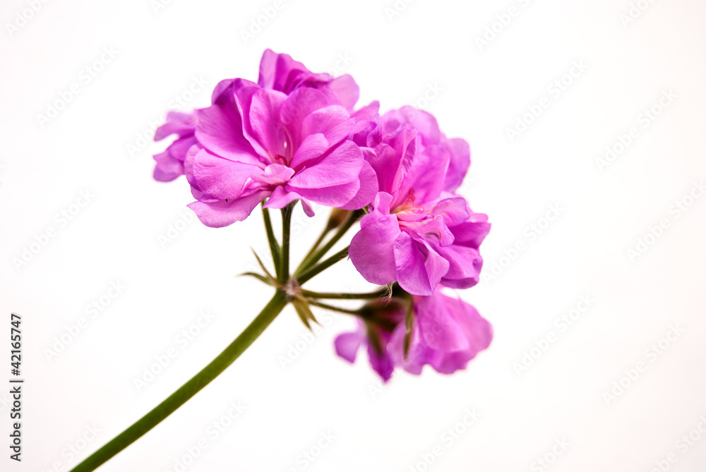 flor morada sobre fondo blanco horizontal