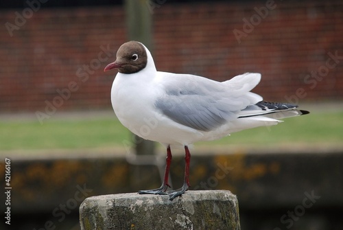 Black-headed gull (Chroicocephalus Ridibundus), England