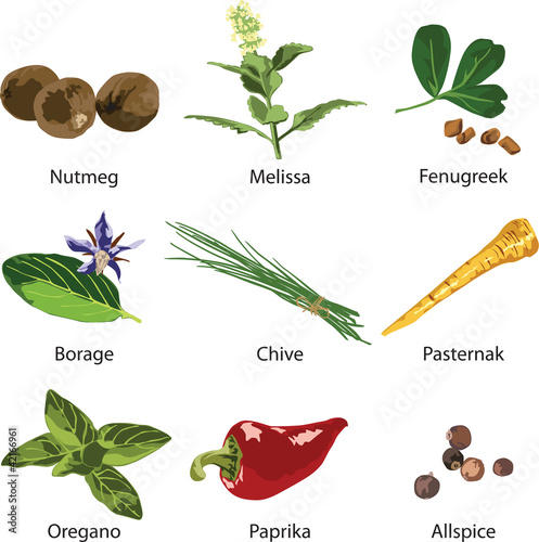 set of different spices