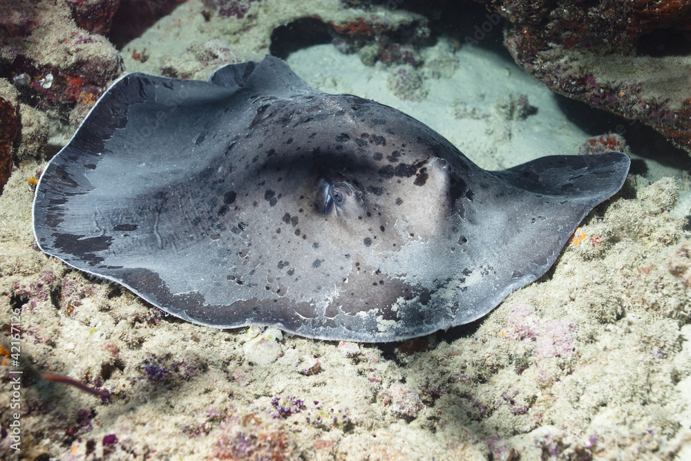 Naklejka premium Stingray in Maldives