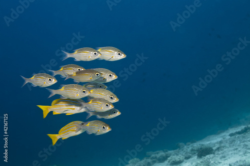 Vivaneau à queue jaune, Ocyurus chrysurus