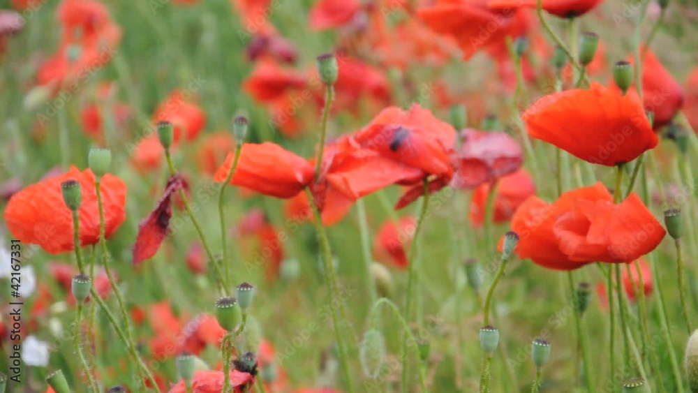 Klatschmohn Klatschmohn