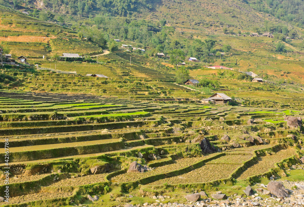 Young rice crops in hill tribe, Vietnam