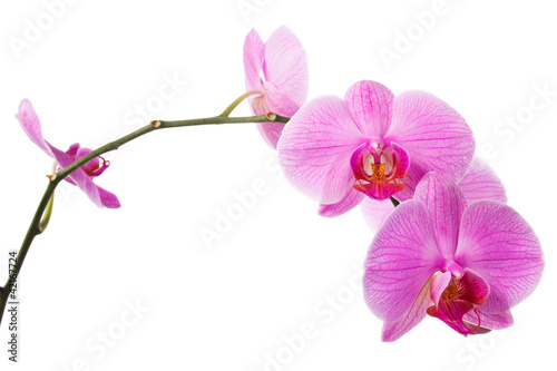 bloom of  pink orchid