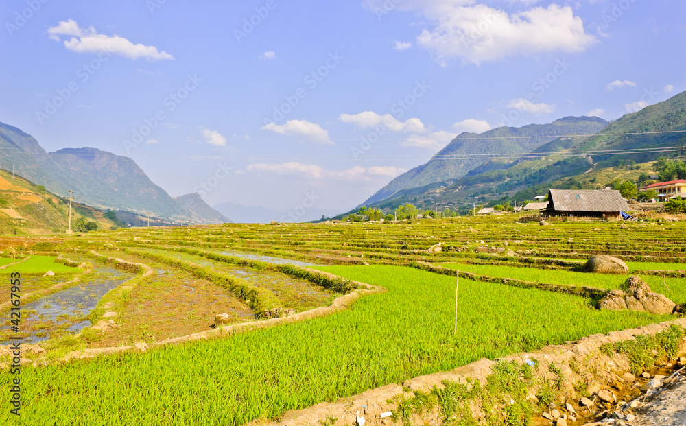 Landscape of rice crops in Sapa, Vietnam