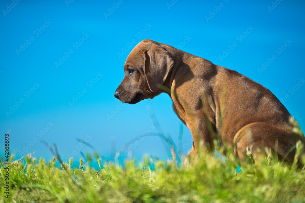 Cute rhodesian ridgeback puppy