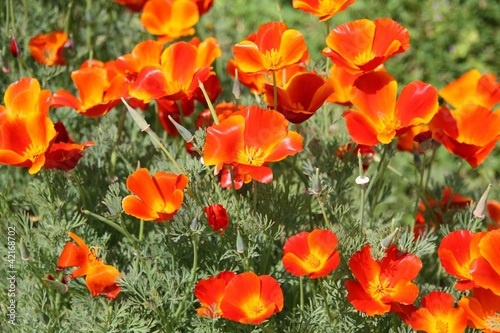 Eschscholzia californica pavot de californie rouge orange vert
