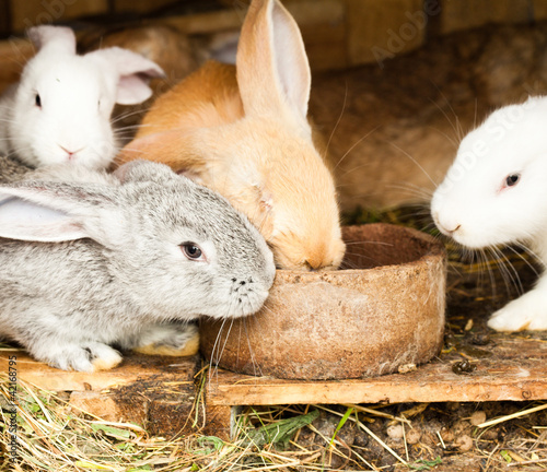 Rabbits' hutch photo