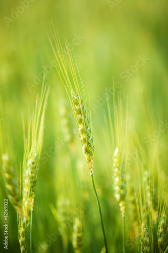 amazing wheat
