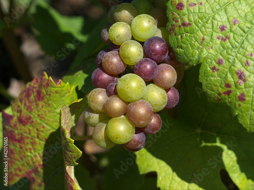 Wein photo