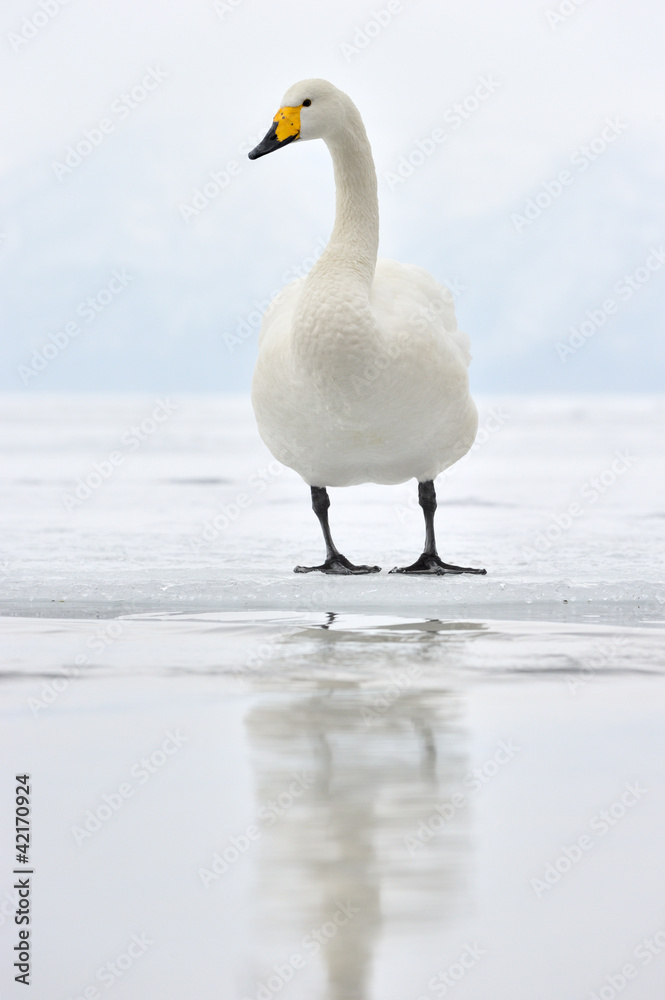 Whooper Swan standing on ice edge.