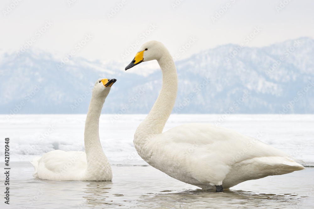 Two Whooper Swans at courtship.