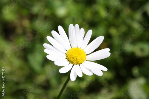 Pâquerette des Champs, marguerite margueritte photo