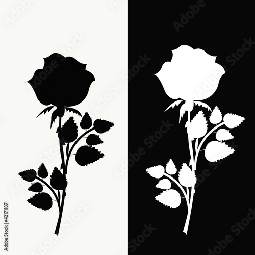 Two roses, black and white