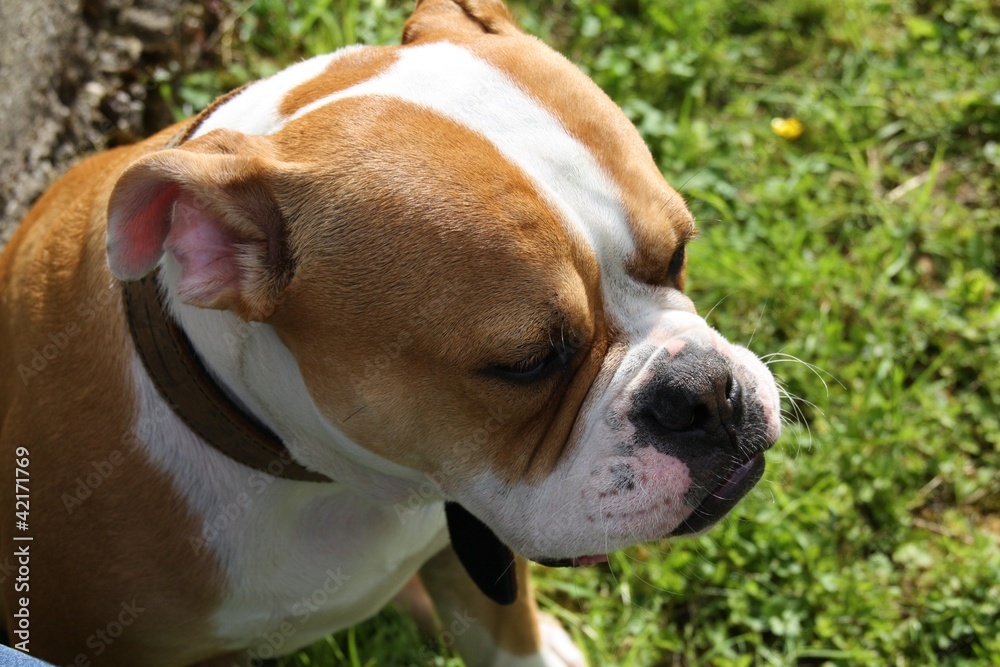 Bouledogue bully americain portrait regard triste dans l' herbe Bouledogue bully americain portrait regard triste dans l' herbe