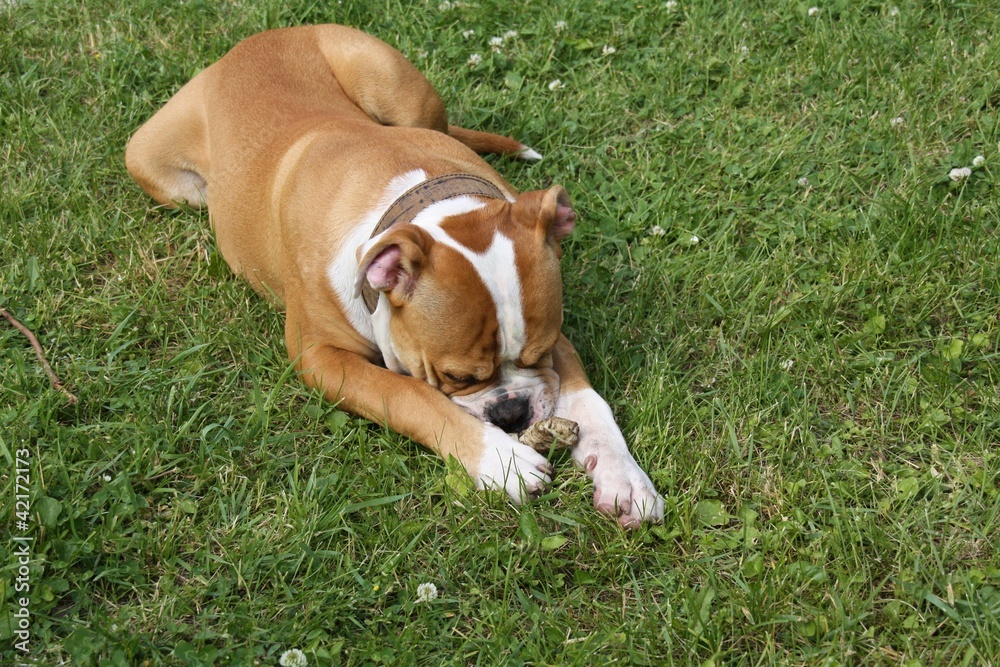 Bouledogue bully americain portrait allongé dans l' herbe os Bouledogue bully americain portrait allongé dans l' herbe os