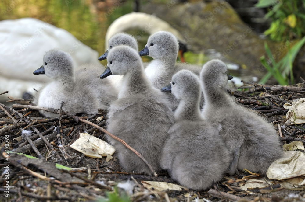 Mute Swan Nest Mute Swan Nest