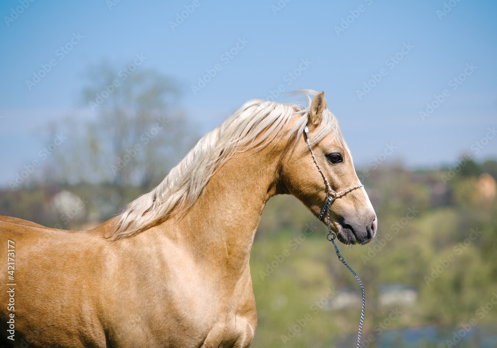 Obraz premium palomino stallion