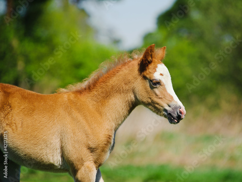 little foal