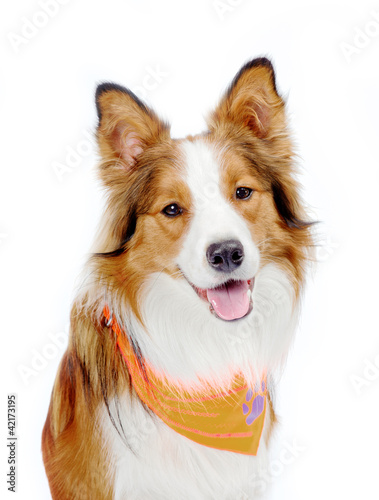 border collie