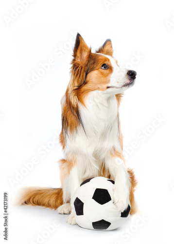 football dog