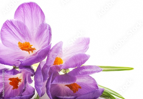 Spring Crocus flowers