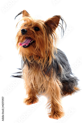 Yorkshire terrier looking away