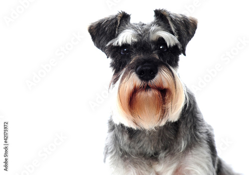 Small black and white miniature schnauzer dog photo