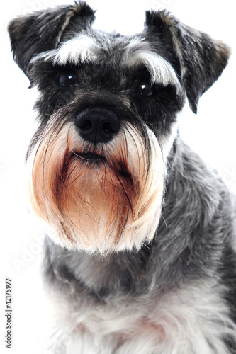 Black Schnauzer dog © stockyimages