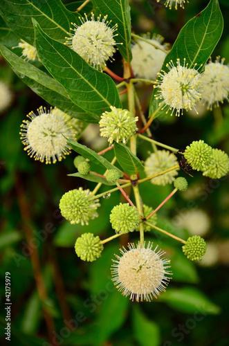 Buttonbush by Jackie DeBusk photo