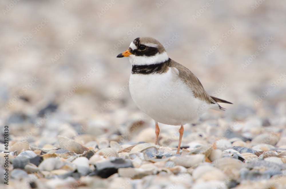 Sandregenpfeifer, Common ringed plover, Charadrius hiaticula Sandregenpfeifer, Common ringed plover, Charadrius hiaticula